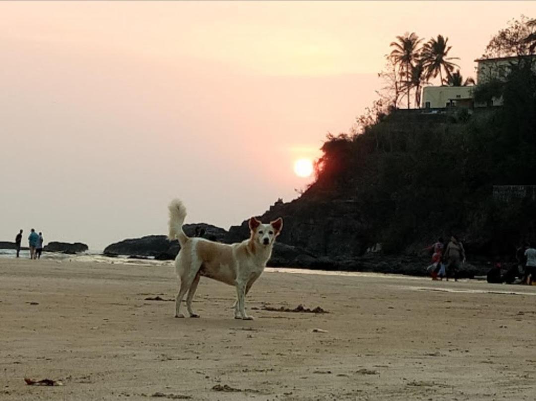 Red Rock Arambol Beach Exterior foto